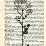 Dictionary Book Page Art pr..