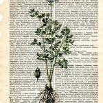 Dictionary Book Page Art pr..