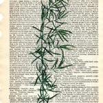 Dictionary Book Page Art pr..